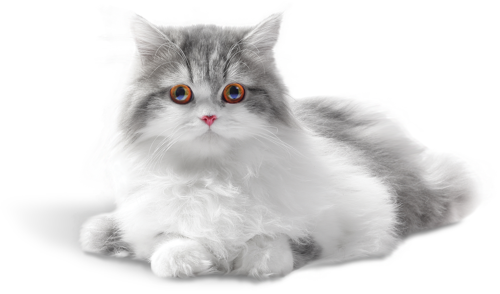 Png Para Descargar Y Compartir, Imágenes De Hermosos - Gifs Tá Tudo Bem (1600x943), Png Download