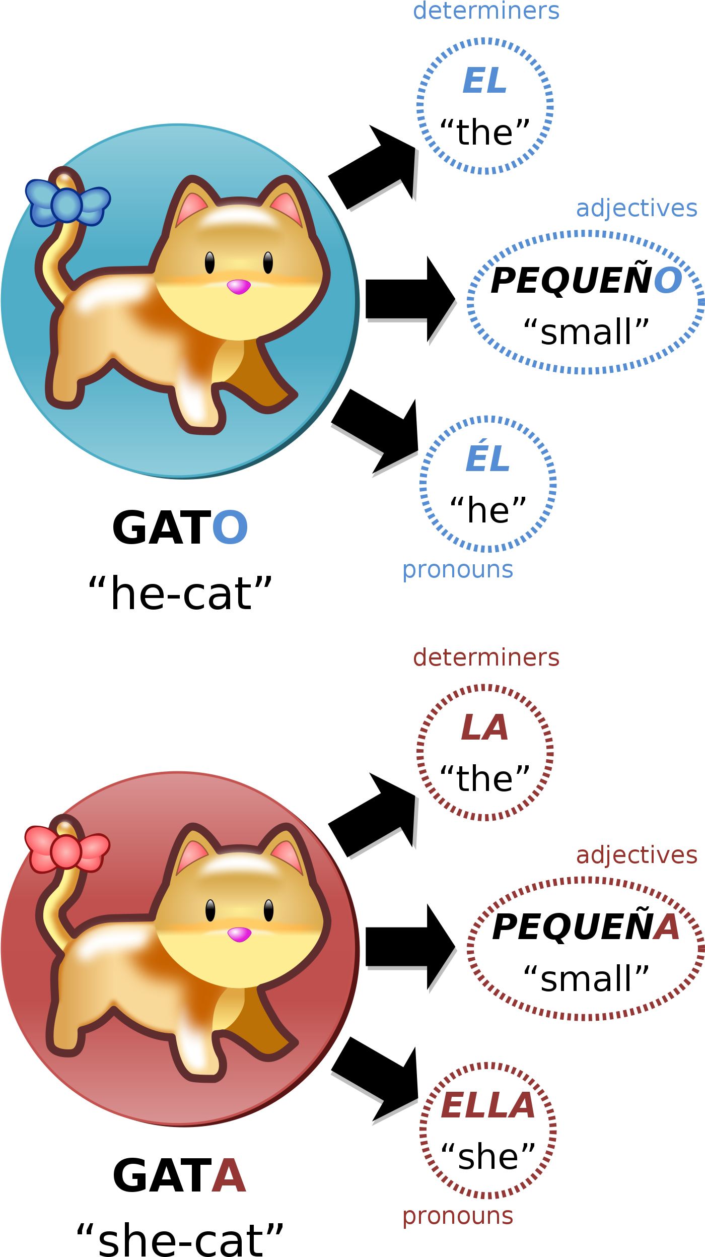 Gato Vs Gata, Illustration Of Grammatical Gender In - Grammatical Gender (1469x2575), Png Download