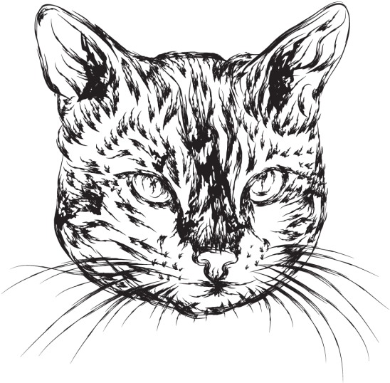 Mão Desenhada Ilustração De Gato - Drawing (640x640), Png Download