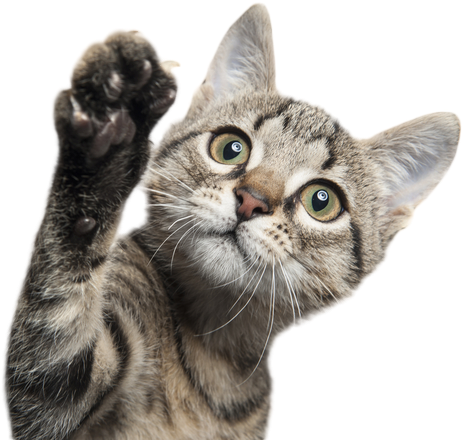 Se Você Está Pretendendo Adotar Um Gatinho, Mas Tem - Cat Shutterstock (582x440), Png Download