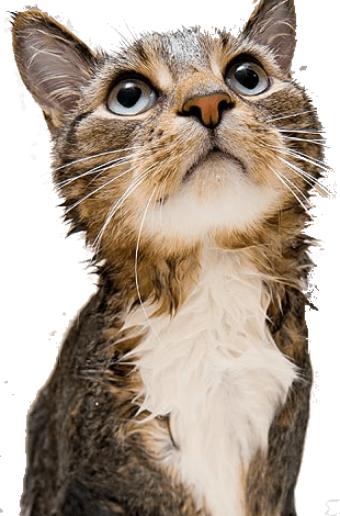 Gato - Sentry Grooming Shampoo For Cats, 12-oz Bottle (310x470), Png Download