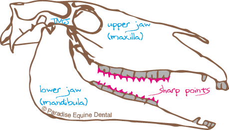 The Bridal Or The Nose Band Of The Tie Down, The Hackamore (459x262), Png Download