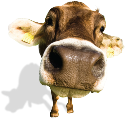 All Of That Right There Is Like Telling A Cow She Can't - 50" X 80" Blanket Comfort Warmth Soft Cozy Air Conditioning (441x403), Png Download