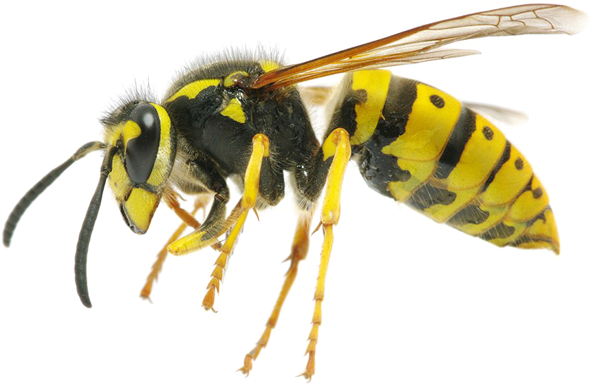 Wasp Png Background Image - Yellow Jacket Wasp (1000x843), Png Download