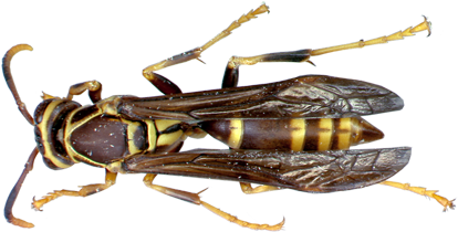 Wasps - Types Of Florida Wasps (450x300), Png Download