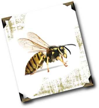 To Inflict Multiple Stings Meaning That For Certain - Pest (358x383), Png Download