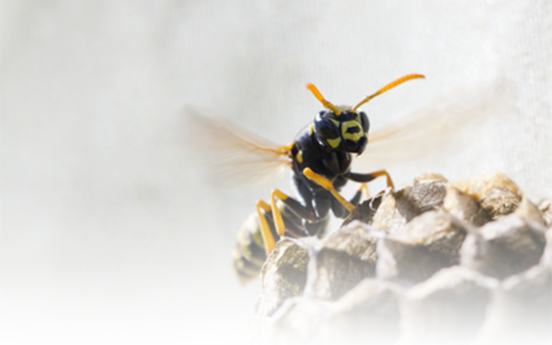 Shopping Cart - Hornet (800x500), Png Download