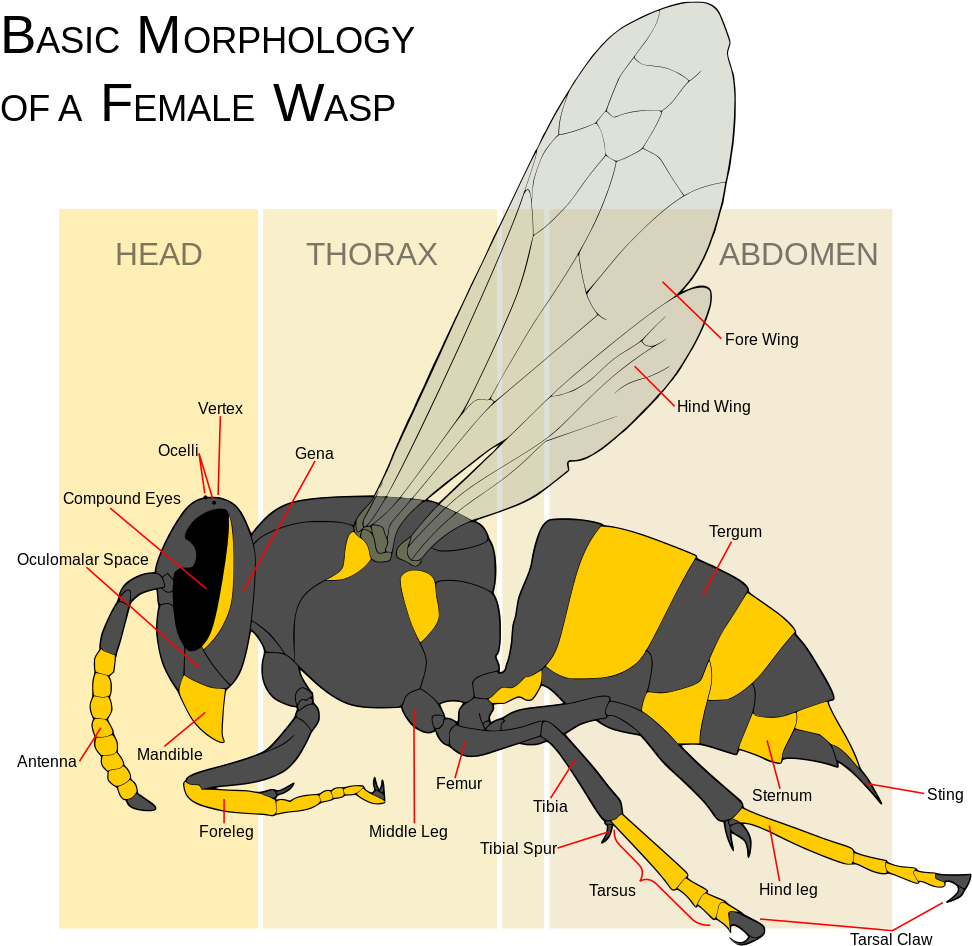What Is A Wasp - Yellow Jacket Vs Wasp (1000x958), Png Download