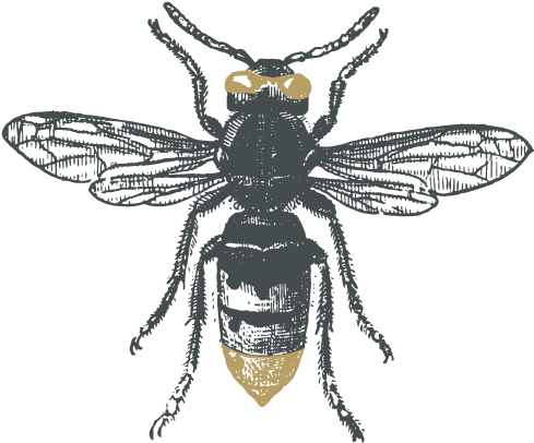 Sketch-wasp - Avispa Grabado (570x464), Png Download