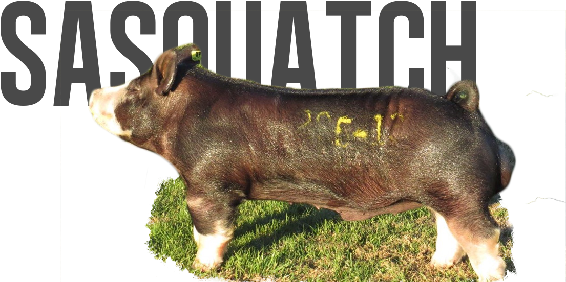 Sasquatch (1131x576), Png Download