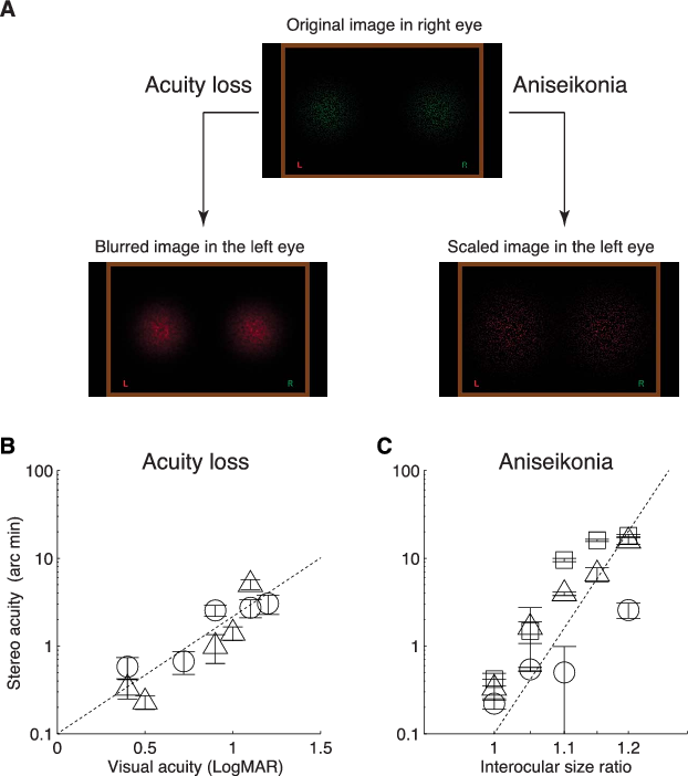 Effect Of Monocular Size Scaling And Blur On The Stereo - Arc Visual Stereoscopic Acuity (622x702), Png Download