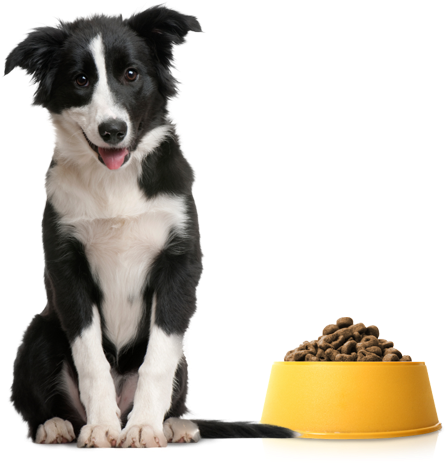Chester Is A Champion Dog - Border Collie 4 Mesi (497x486), Png Download