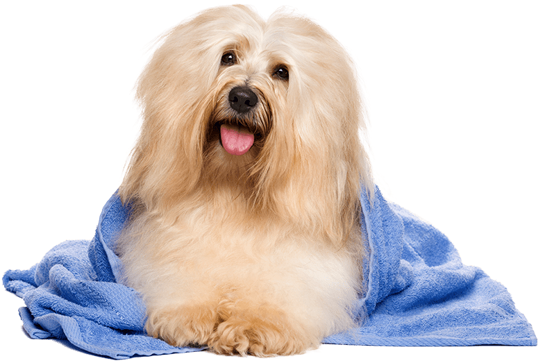 Samurai An All Natural Flea & Tick Shampoo And Deterrent - Havanese Dog (900x600), Png Download