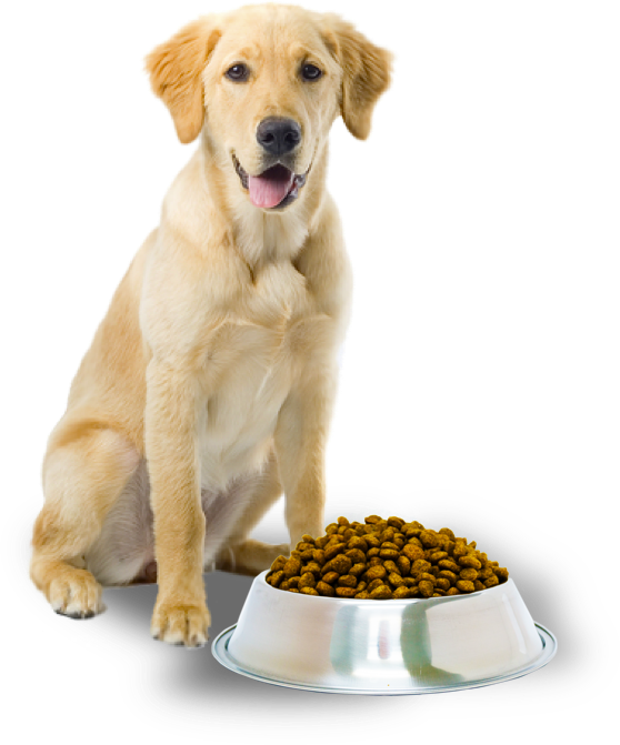 Dog High Feeding Bowl (558x671), Png Download