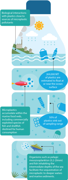 Plastic Bottle - Micro Plastic In Fish (350x749), Png Download