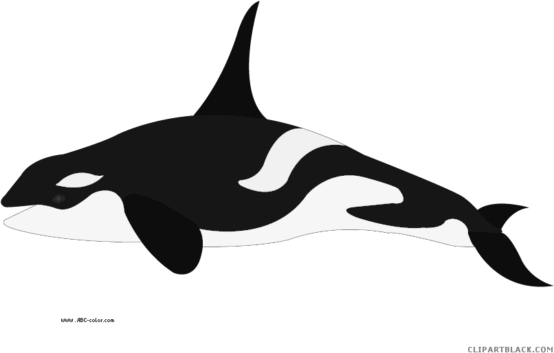 Orca Transparent Color - Dibujo De Orca Para Colorear (822x567), Png Download