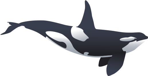 Big-orca - Killer Whale (525x272), Png Download