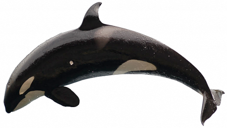 Orca - Killer Whale - Killer Whale White Background (465x262), Png Download