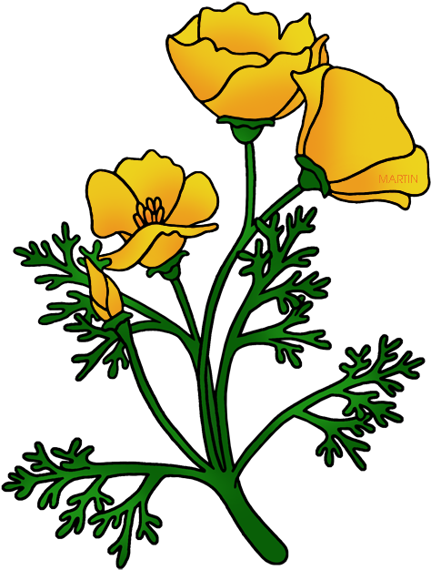 Buttercup Flower Clipart At Getdrawings - California Flower Golden Poppy (496x648), Png Download