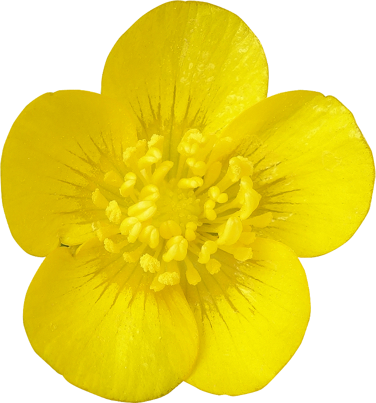 Buttercup Flower Png Png Black And White Stock Buttercup Flower Png Full Size Png Download Seekpng