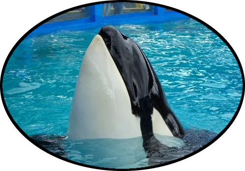 Orca Network News Release - Killer Whale (498x347), Png Download