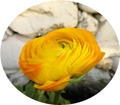 Ranuncolo Giallo - Riva Ligure (500x375), Png Download