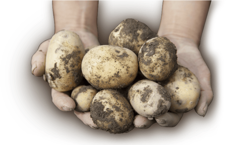 Maine Potatoes - Maine (1200x480), Png Download