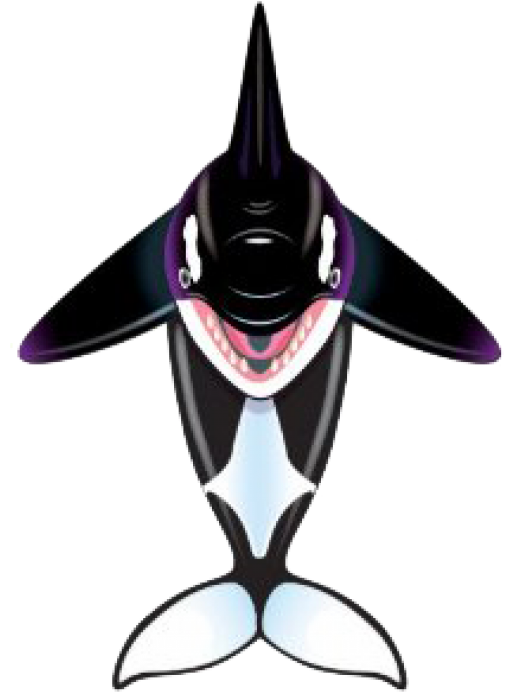 Windnsun Sealife 57" Dlx Nylon Kite - Windnsun Sealife Nylon Kite (orca 57) (728x1011), Png Download