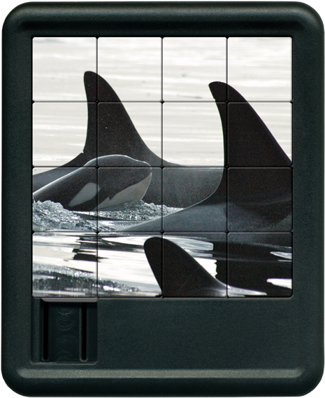 Seattle Sliding Tiles - Killer Whale (600x600), Png Download