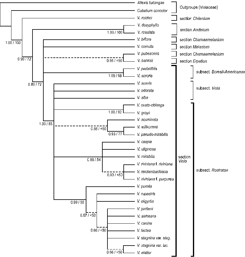 Plastid Trns Trng Phylogeny Of Viola - Viola Phylogeny (814x855), Png Download
