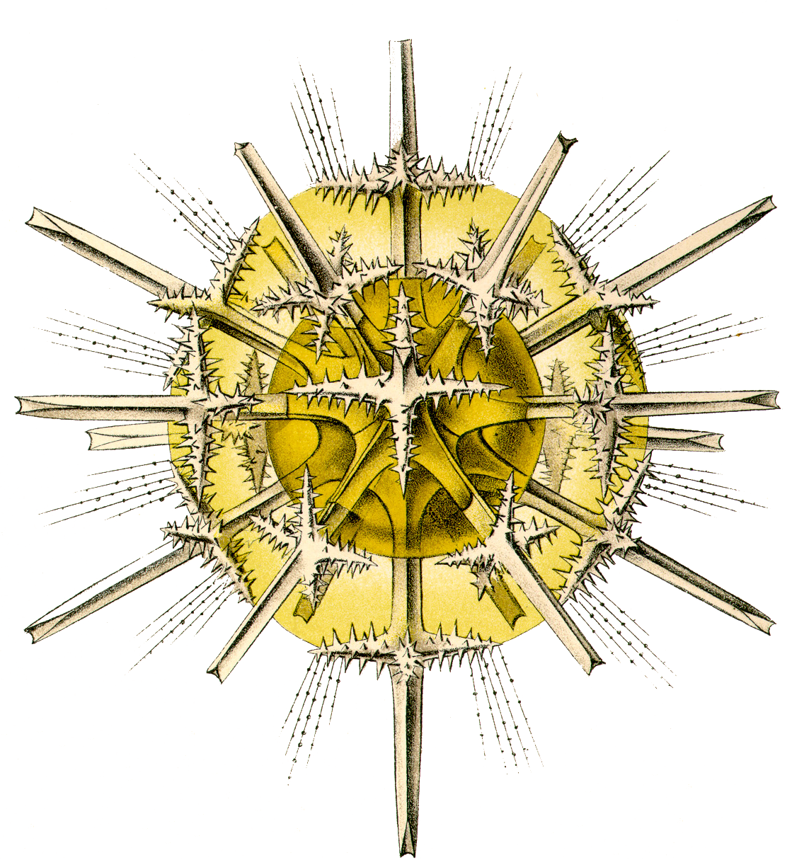 Art Print: Haeckel's Acanthometra, 61x46cm. (1119x1215), Png Download