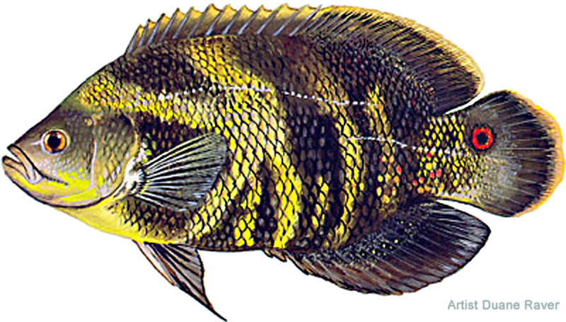 Oscar Okeechobee (936x504), Png Download