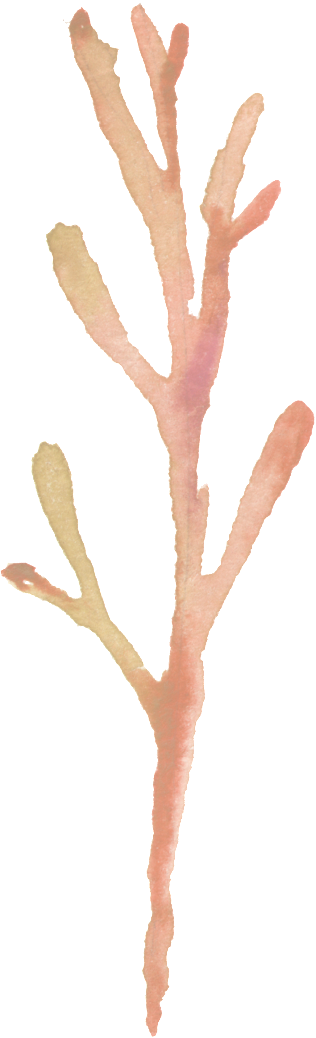 Transparent Ornamental For Stout Trunk - Watercolor Painting (1024x3362), Png Download