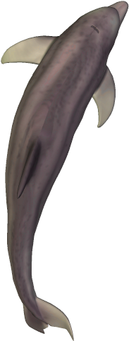 71k Dolphin35 Kpl - Fish (558x583), Png Download