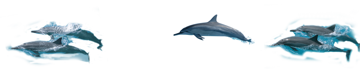 Common Bottlenose Dolphin (1240x270), Png Download