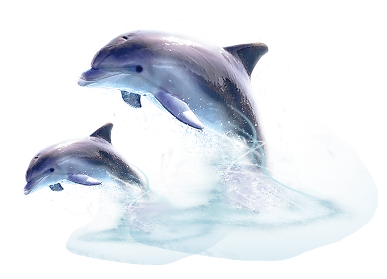 Next - Jumping Out Of The Water (784x564), Png Download