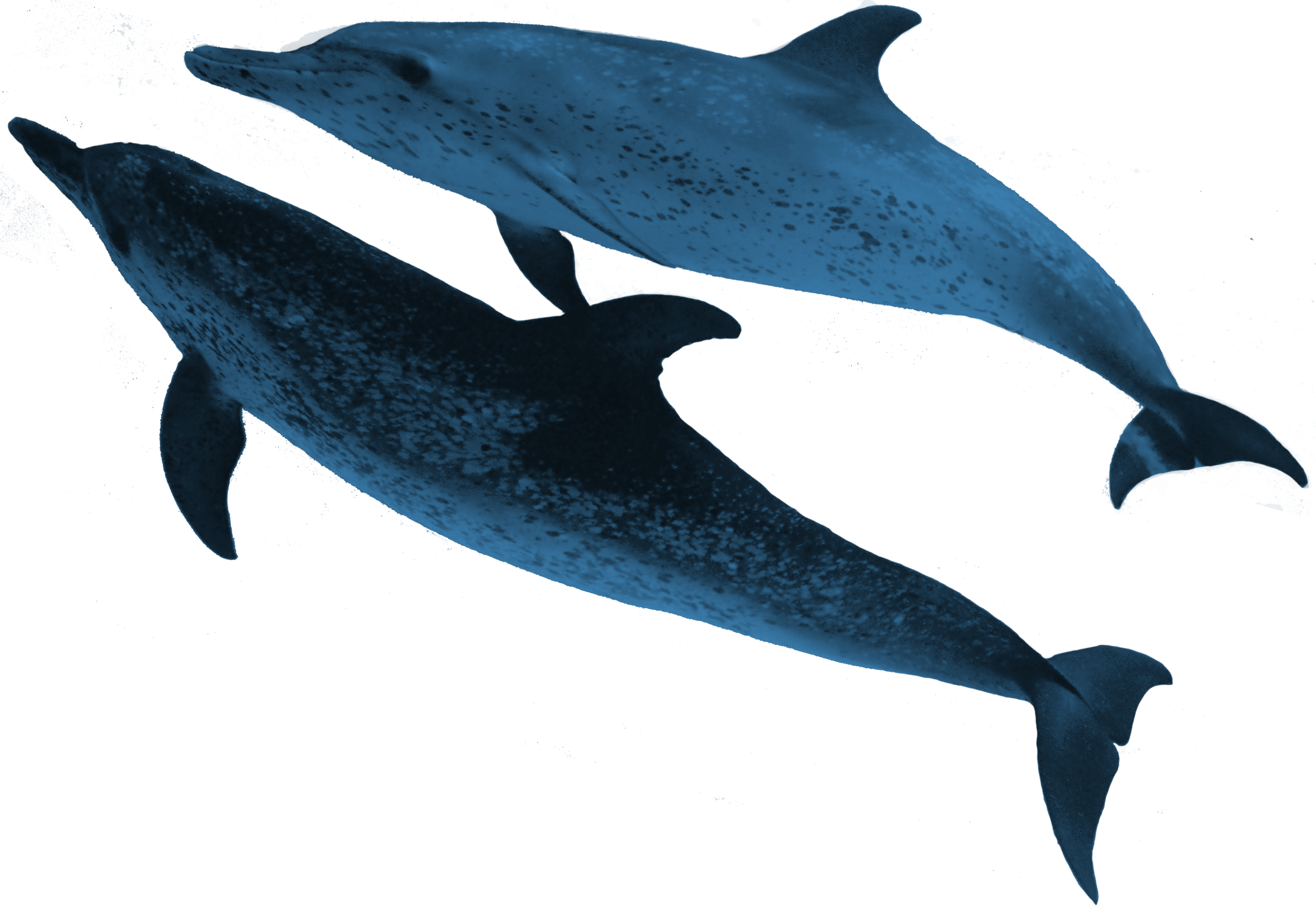 Real Sea Animals Png (2155x1482), Png Download