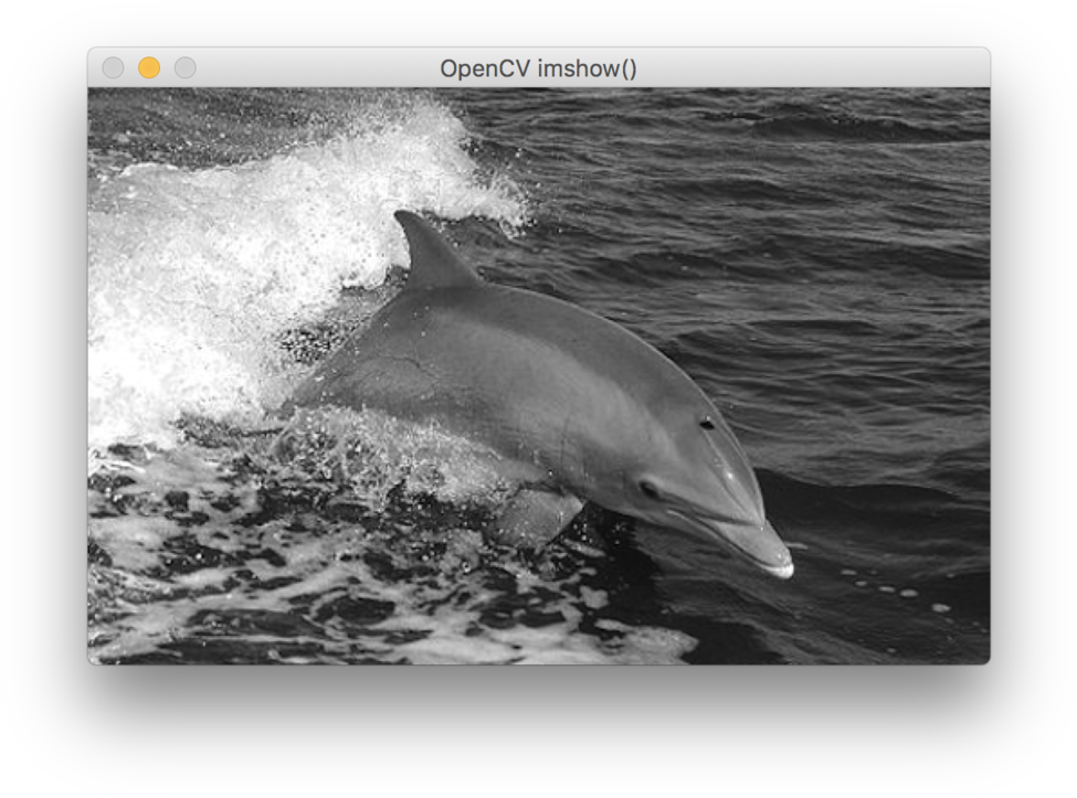 Dolphins R Awesome - South China Sea Dolphins (1000x742), Png Download
