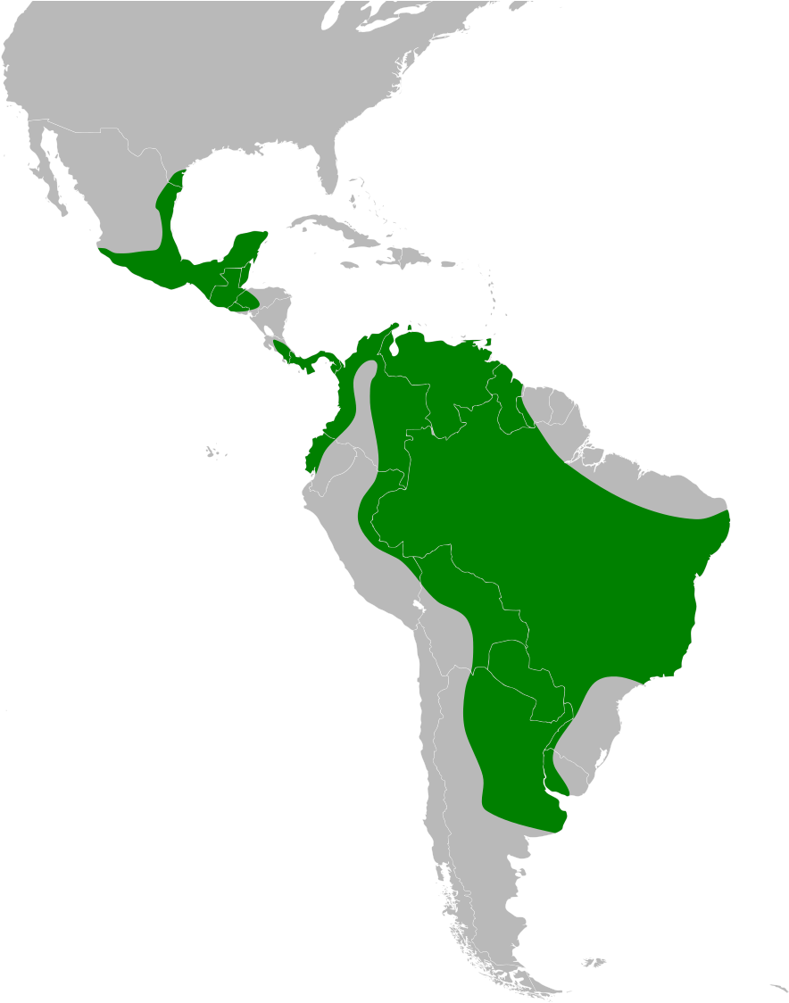South America Map Solid (1200x1163), Png Download