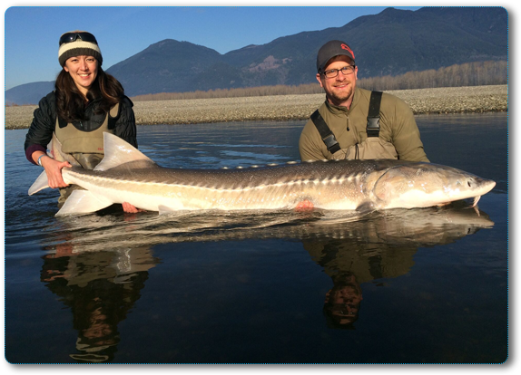Guided Sturgeon Fishing British Columbia - Sturgeon (600x448), Png Download