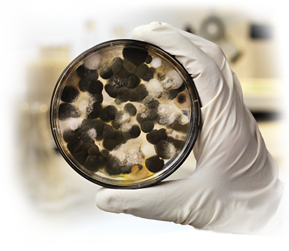 What Is Mold - Mold (414x360), Png Download