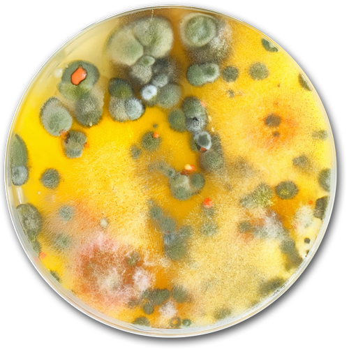 Billion In Annual Repair Costs For Moisture And Mold - Mold Petri Dish Png (500x500), Png Download