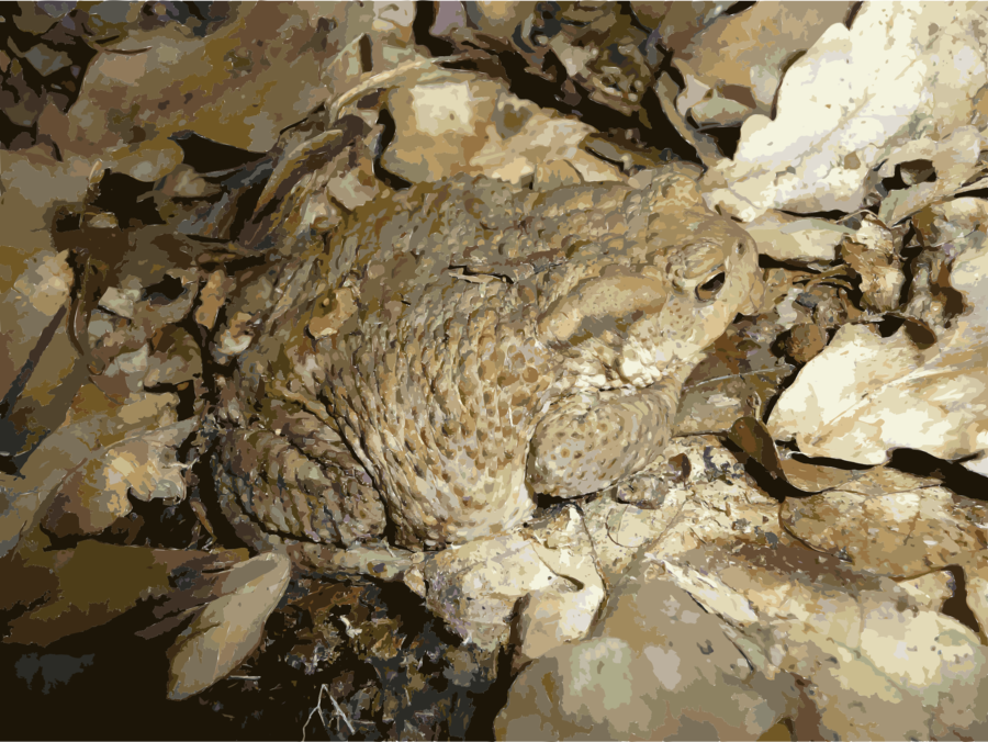 Frog - Camouflage Toad (900x676), Png Download
