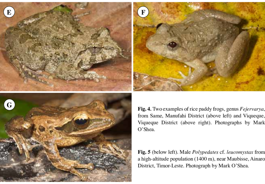 A Female Specimen Of The Introduced Asian Toad From - Asian Common Toad (850x589), Png Download