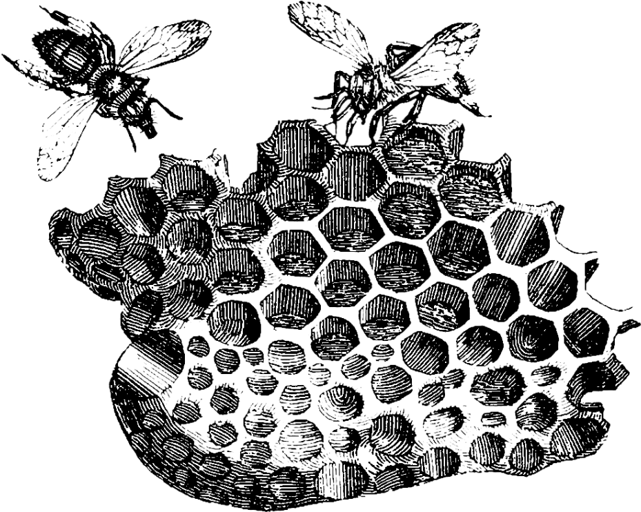 Bee Honeycomb Drawing Download - Black And White Bee Tree Honey (1000x848), Png Download