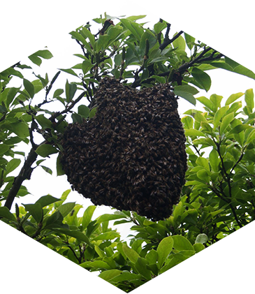 Swarm - Portable Network Graphics (365x421), Png Download