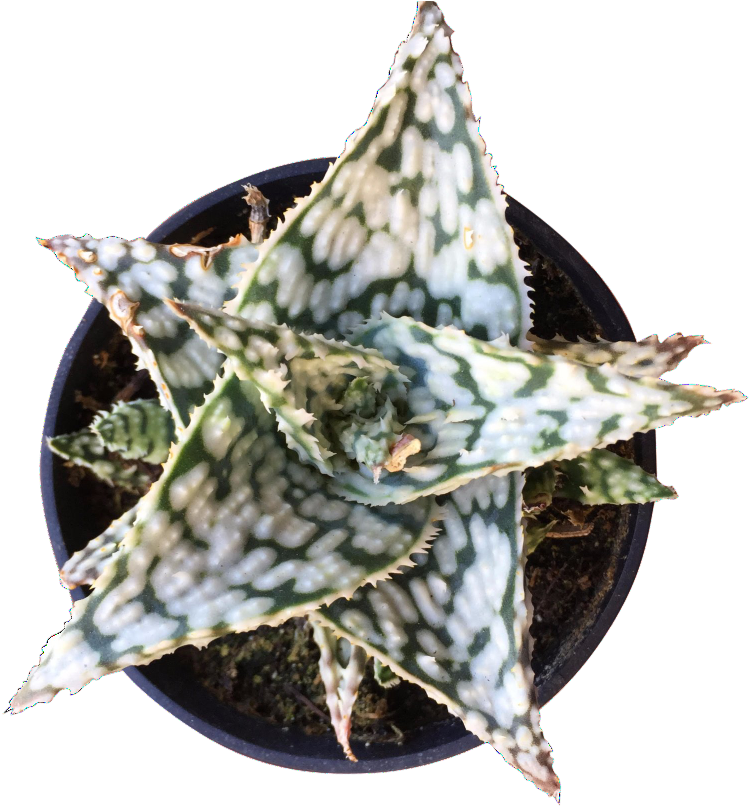Aloe Snowstorm (865x865), Png Download