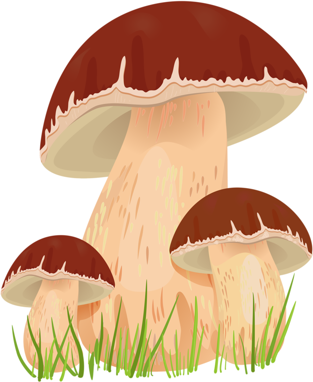 Cool Mushroom Art Png (630x800), Png Download