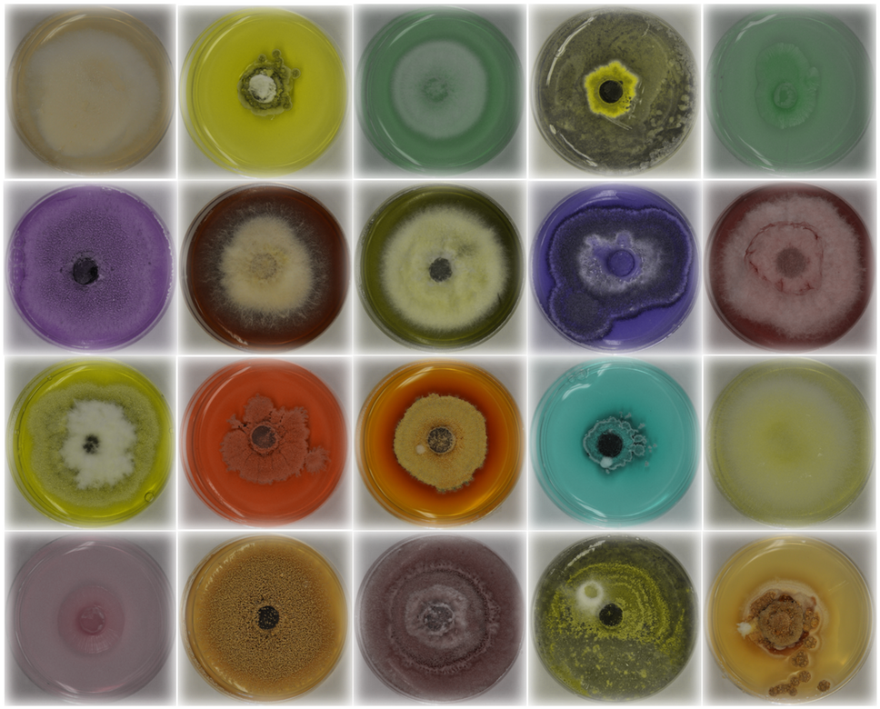 Researchers Screened A Number Of Fungi - Fungus (1000x811), Png Download