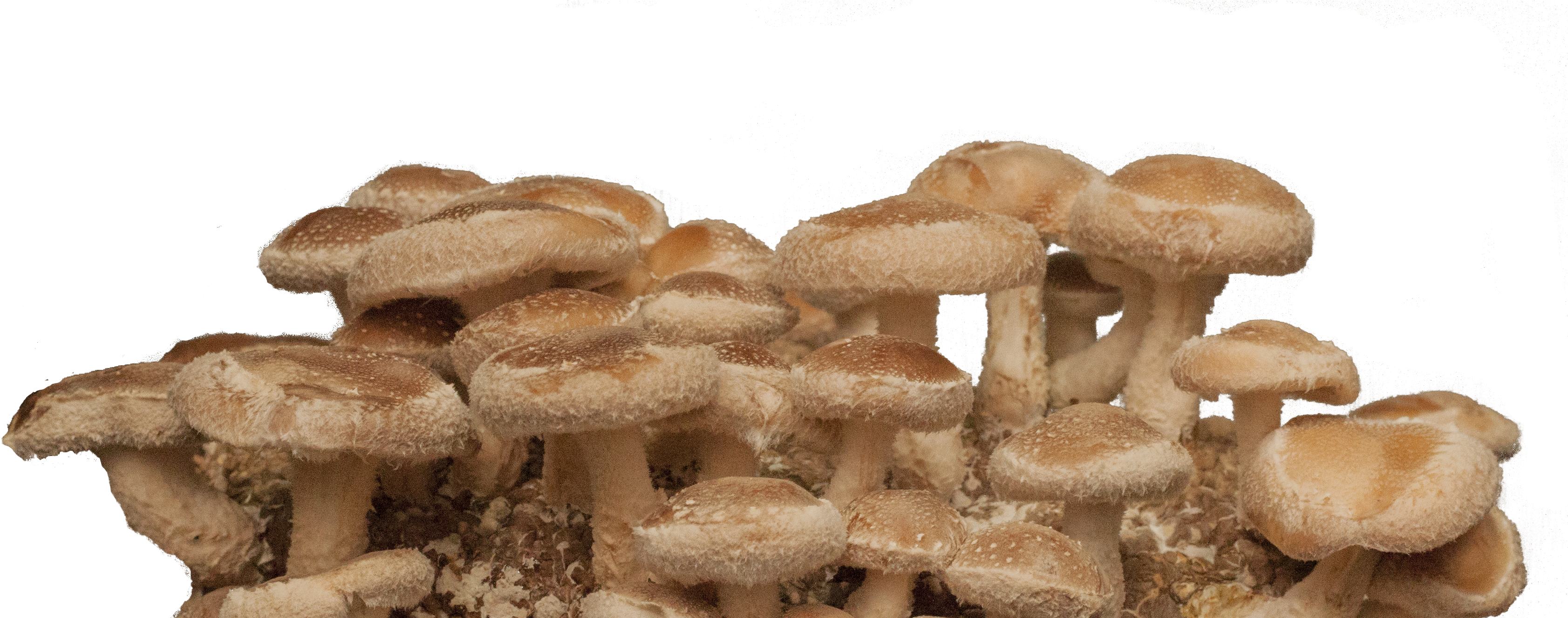 What Makes Top Hat Organic Shiitake Mushrooms The Best - Agaric (3432x1326), Png Download